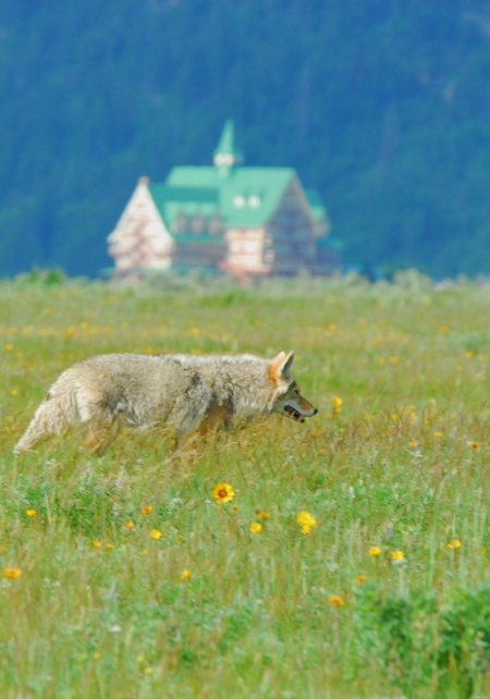 coyote-and-prince-of-whales-hotel.jpg