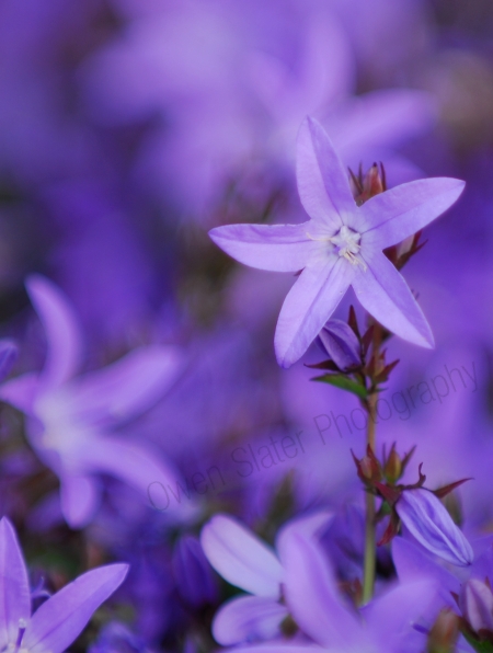 purple-flowers.jpg