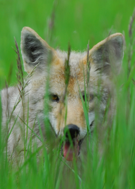 coyote-stare-through-grass.jpg