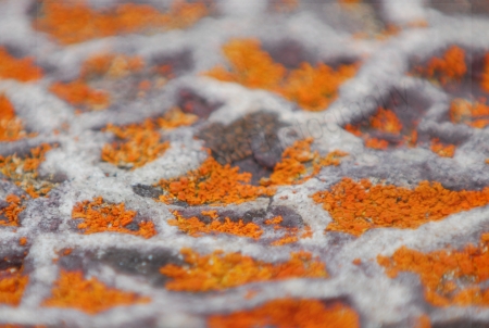 lichen-and-patterned-rock.jpg
