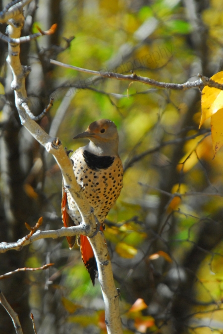 northern-flicker.jpg