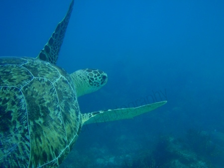 Green sea turtle