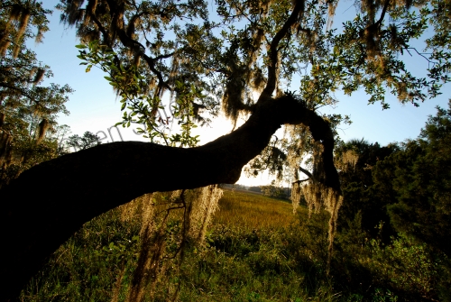 live-oak-and-spanish-moss