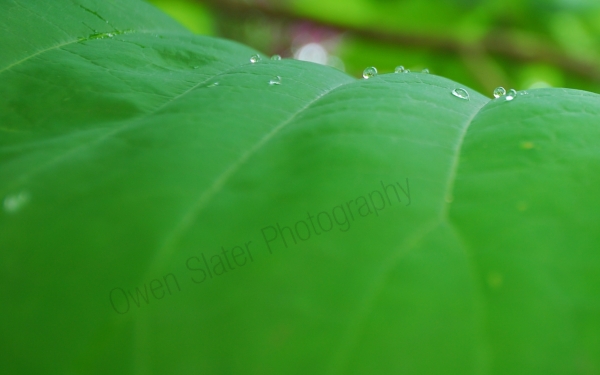 Big leaf magnolia leaf with water droplets