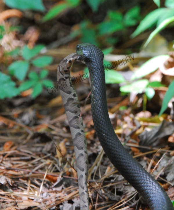 black racer carrying off a copperhead rattlesnake to finish eating