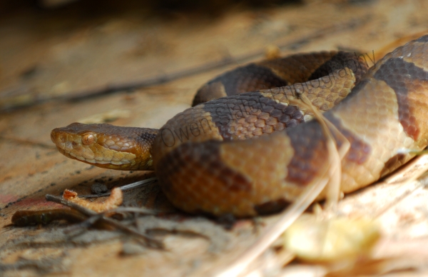 Copperhead snake