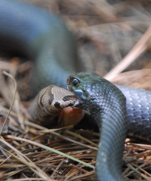rat snake eating a copperhead rattlesnake 2