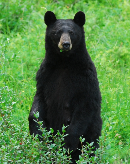 (c) Owen Slater 0402