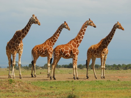 Giraffe line-up