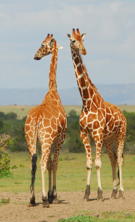 Giraffe mirror image