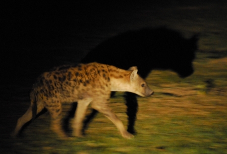 Hyena and shadow