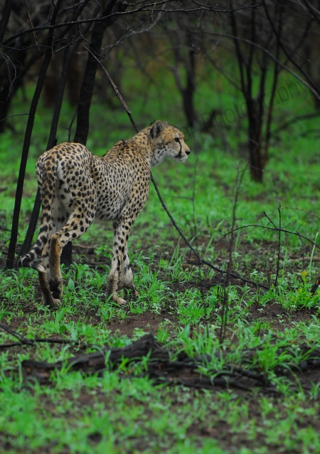Cheetah stare, green grass black trees