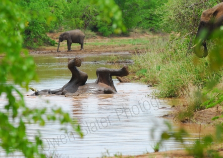 Elephant bath feet in air