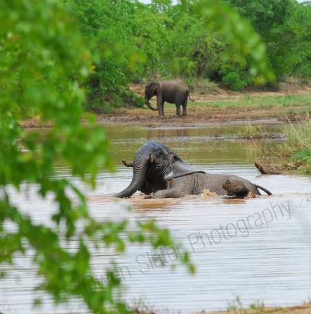 Elephant getting up from bath
