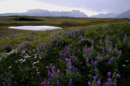 Lupines, daisies and mountains