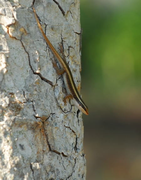 Striped skink