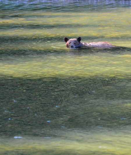 Swimming black bear