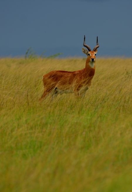 Kob male awesome light