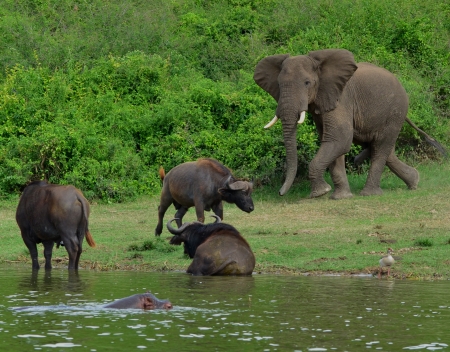Elephant charging buffalo