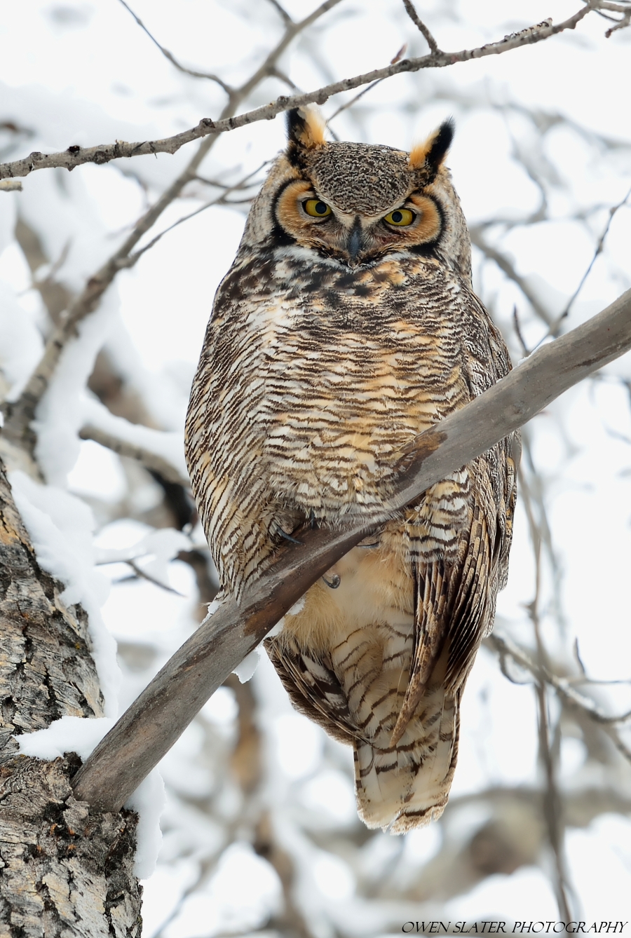 Backyard Visit From A Great Horned Owl | Owen Slater Photography
