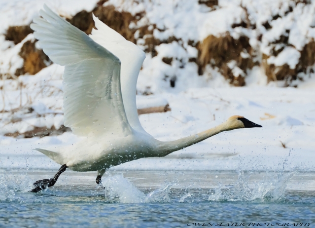 Trumpter swan taking off Bow river watermark