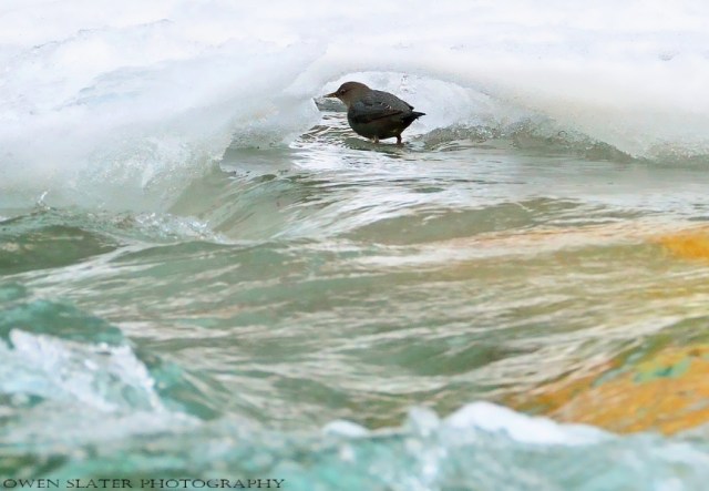 American dipper in ice cave watermark