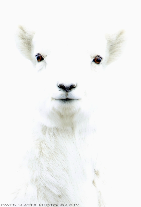 Dall sheep lamb watermark