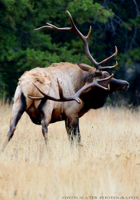Elk antler scratch watermark