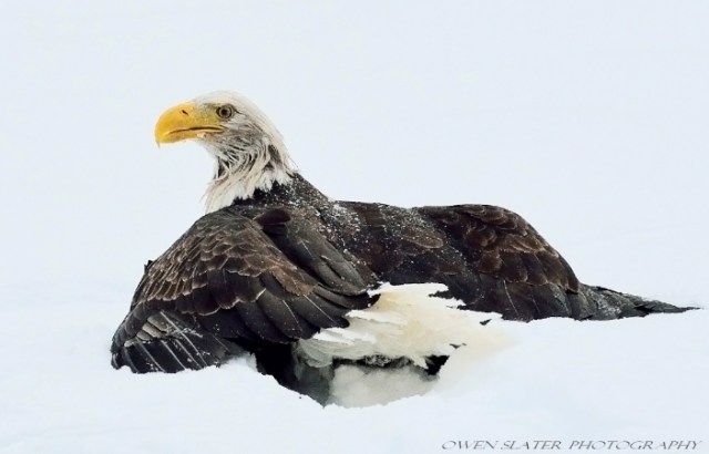 Iced up Eagle watermark