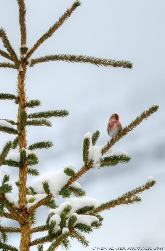 Male red poll watermark