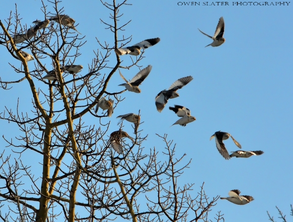 Snow buntings in flight 1 watermark