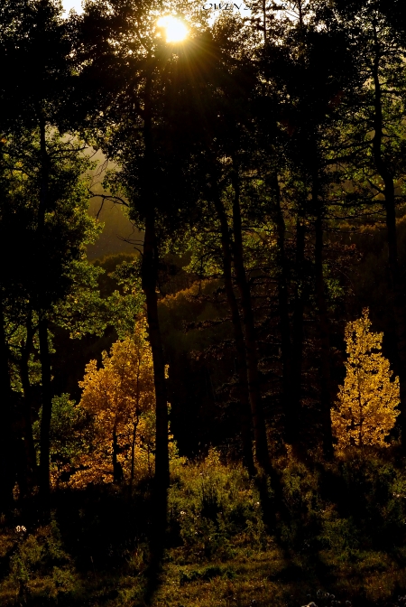 Sunlight through trees fall colours adobe watermark