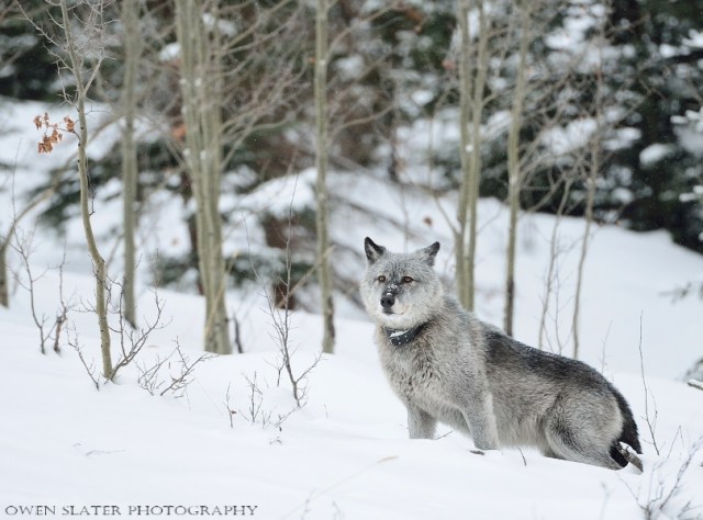 Wolf Faith Snow watermark