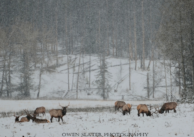 Bull elk snow fall meadow watermark