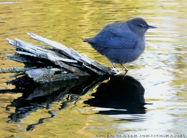 Dipper yellow water tail matching wood watermark