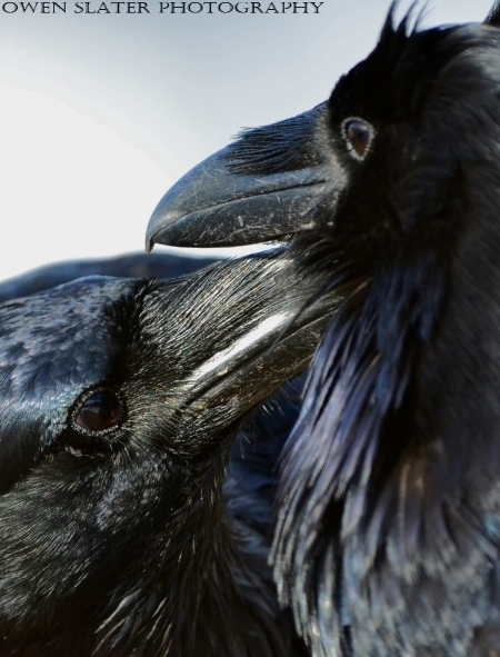 Feather grooming ravens watermark
