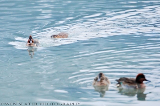 muskrat and ducks water 2 watermark