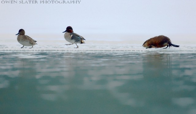 Muskrat chasing ducks watermark