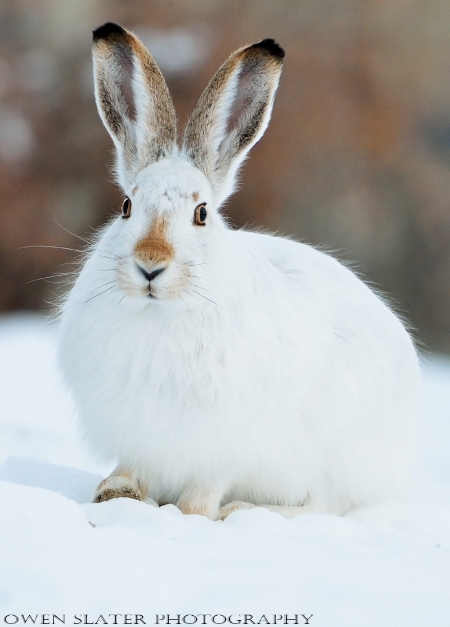 Prairie hare 2 watermark