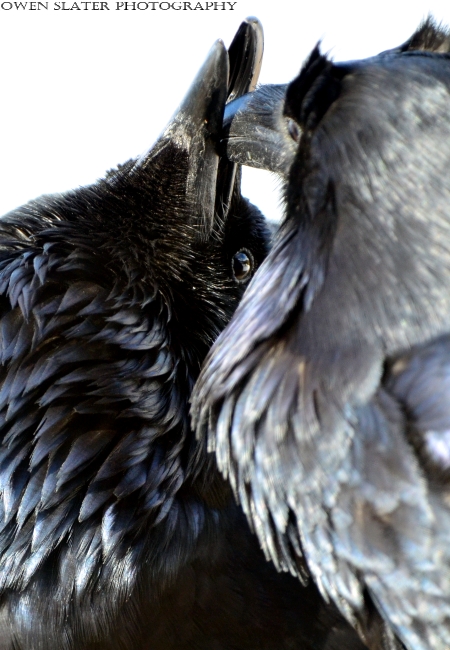 Ravens billing watermark