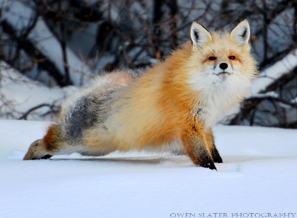 Stretching fox watermark