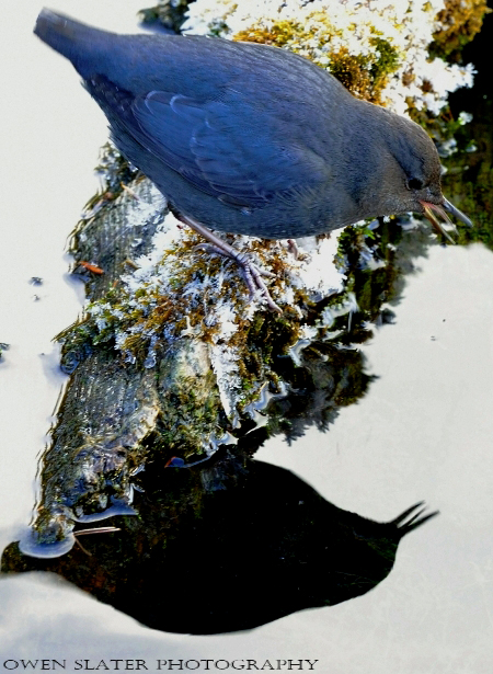 Dipper tongue out reflection log watermark