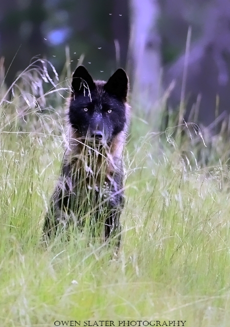 Predator or Prey wolf mosquito watermark