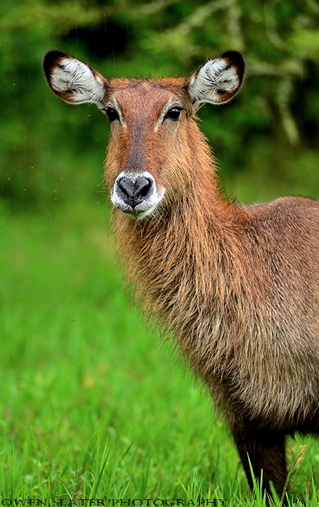 Waterbuck female vertical rain ss PS watermark