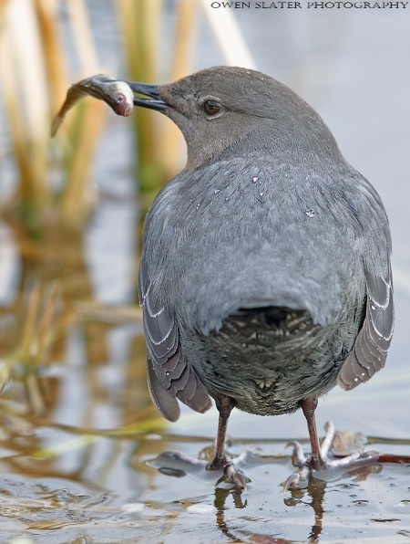 Dipper stickleback beak back PS SS WM