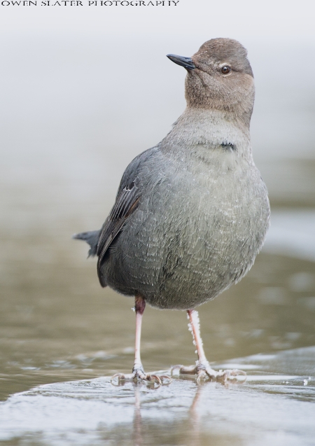 Dipper whats over there PS SS WM