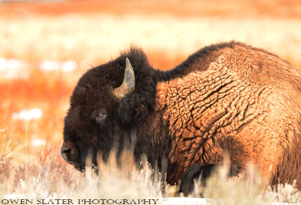Bison soft light willows WM