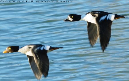 Goldeneyes in flight WM