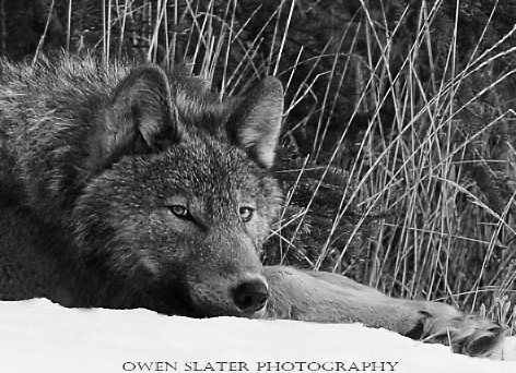 Grey pup BW PS SF WM