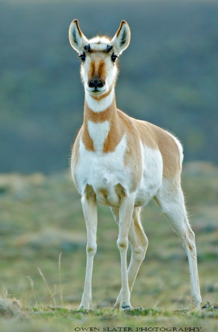 Pronghorn female stare WM